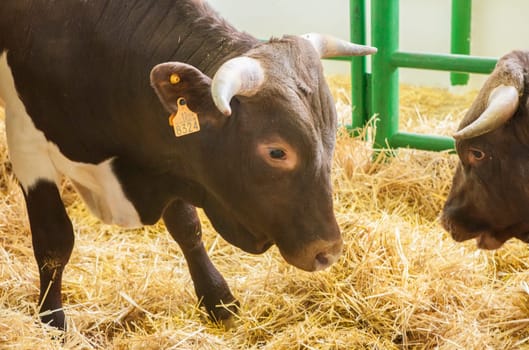 Zafra, Spain - Oct 10th, 2022: Zafra International Livestock Fair. Berrendo en Colorado cow