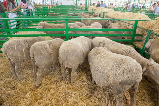 Zafra, Spain - Oct 10th, 2022: Zafra International Livestock Fair. Visitor observing animals