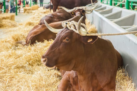 Zafra, Spain - Oct 10th, 2022: Zafra International Livestock Fair. Bovine stallion tied by the horns