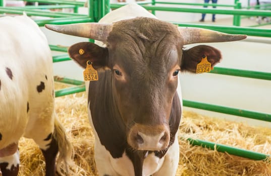 Zafra, Spain - Oct 10th, 2022: Zafra International Livestock Fair. Berrendo en Colorado cow
