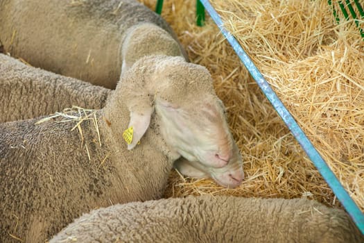 Zafra, Spain - Oct 10th, 2022: Zafra International Livestock Fair. Merina sheep sleeping
