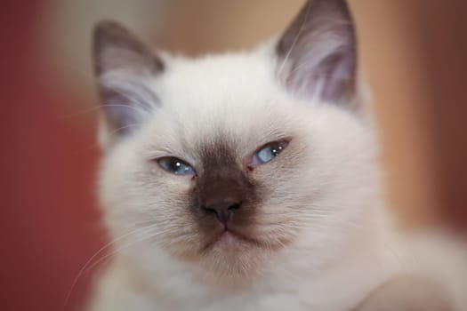 Portrait of a small British Longhair cat. Close up of a kitten.