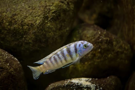 Portrait of a colorful Malawi cichlid in the aquarium.