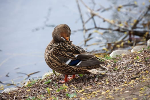 Close up of a mallard duck at a pond.