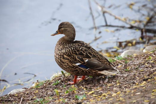 Close up of a mallard duck at a pond.