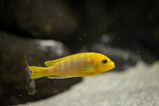 Portrait of a colorful Malawi cichlid in the aquarium.