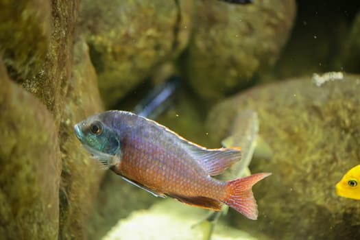 Portrait of a colorful Malawi cichlid in the aquarium.