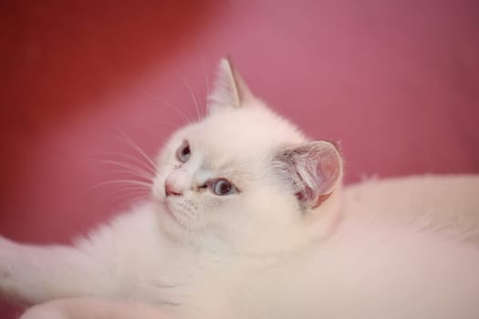 Portrait of a small British Longhair cat. Close up of a kitten.