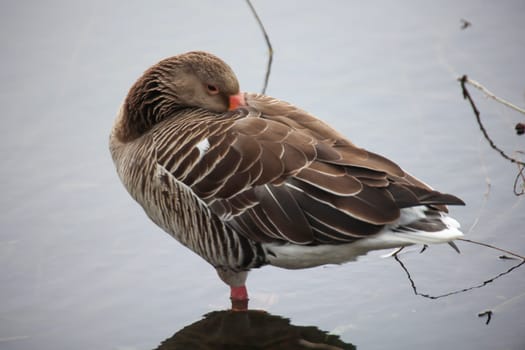 A gray goose at a pond in a village.