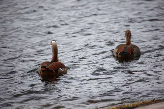 Two Egyptian geese swimming on a lake.