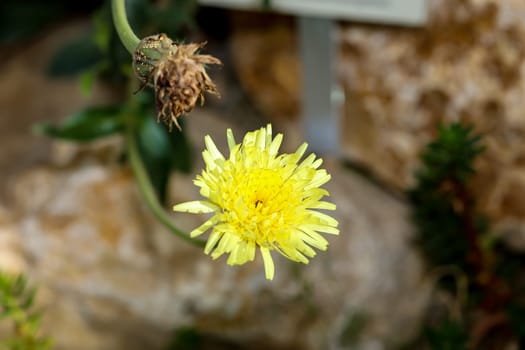 The flower of a soft-haired sulphur seed (Urospermum dalechampii). They belong to the composite plants.