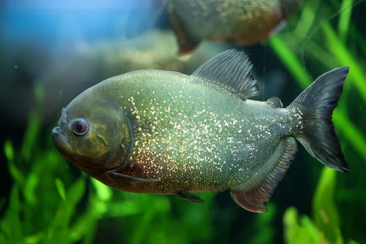 Portrait of a Piraya (Pygocentrus piraya) in an aquarium.