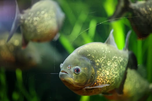 Portrait of a Piraya (Pygocentrus piraya) in an aquarium.