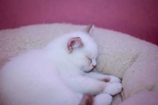 Portrait of a small British Longhair cat. Close up of a kitten.