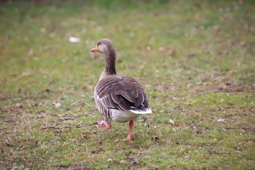 A gray goose at a pond in a village.