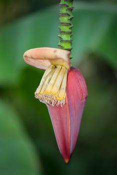 Details of a dwarf banana (Musa acuminata), flowers and fruit set.