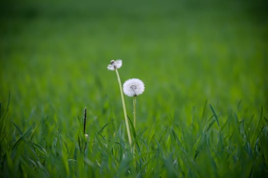 Two dandelions stand lonely on a meadow.