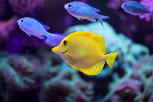 A yellow sailfin doctor, or yellow saildoctor, in an aquarium.