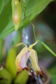 The flowers of an orchid, which thrives in a greenhouse.