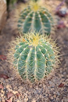 A large round cactus. Sometimes called mother in law chair.