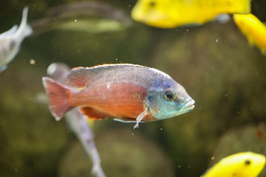 Portrait of a colorful Malawi cichlid in the aquarium.