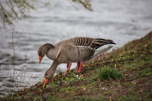 A gray goose at a pond in a village.