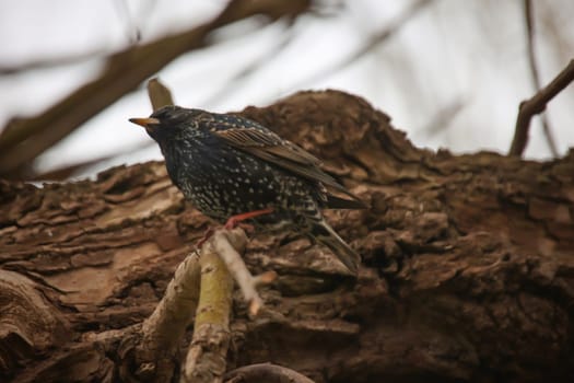 A starling sits on a branch near the nesting hole and guards the entrance.