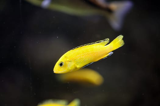 Portrait of a colorful Malawi cichlid in the aquarium.