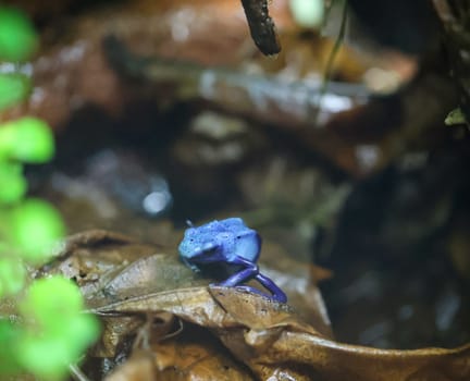 A poison arrow frog in a very humid climate controlled terrarium.