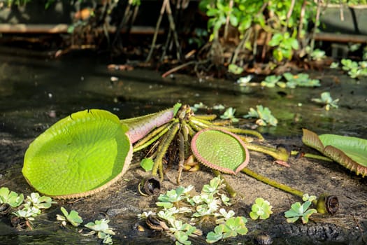 The leaves of the giant water lily (Victoria cruziana) in a pool that has just been drained.