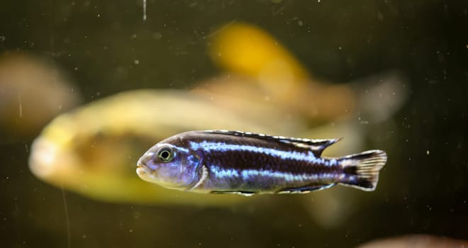Portrait of a colorful Malawi cichlid in the aquarium.