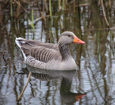 A gray goose at a pond in a village.