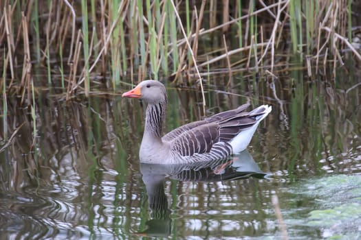 A gray goose at a pond in a village.
