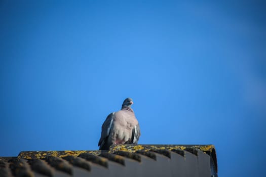 Portrait, shot of a pigeon in a city.