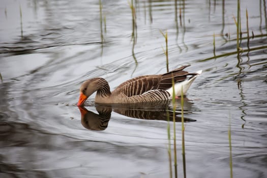 A gray goose at a pond in a village.