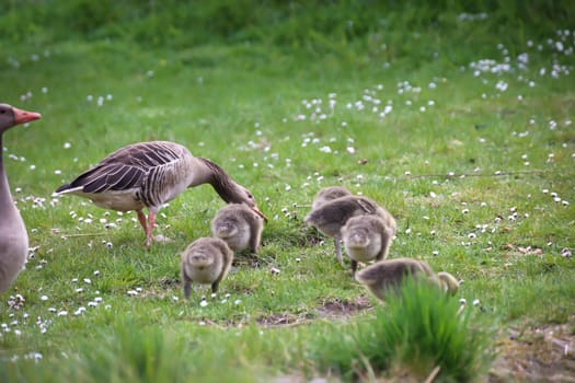 The family life of a gray goose family at a pond.