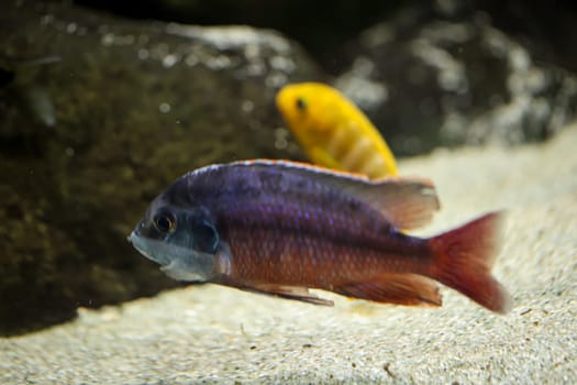 Portrait of a colorful Malawi cichlid in the aquarium.