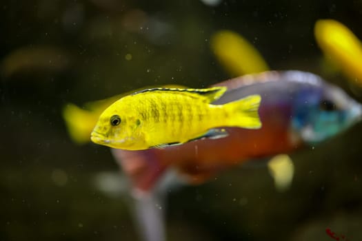 Portrait of a colorful Malawi cichlid in the aquarium.