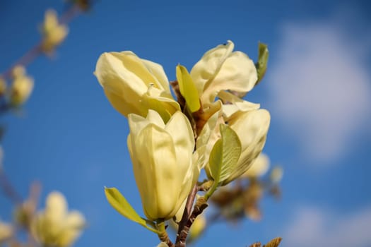 The yellowish flowers of a tulip magnolia in spring.