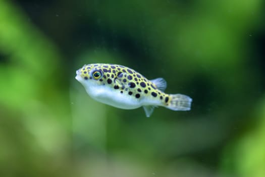 A small freshwater puffer fish in the aquarium. They feed on snails.