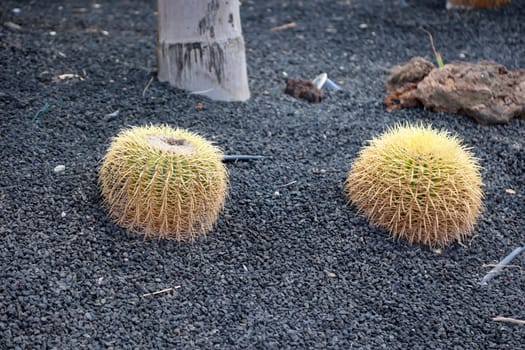 A large round cactus. Sometimes called mother in law chair.