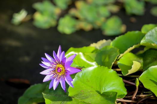 A Blue Egyptian water lily with flower. Mymphaea nouchali var. caerulea.