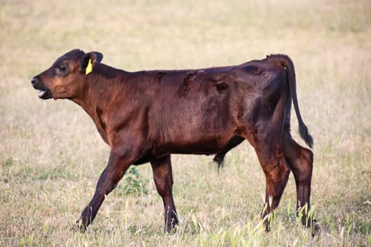 A cow, a calf in a pasture, a meadow.
