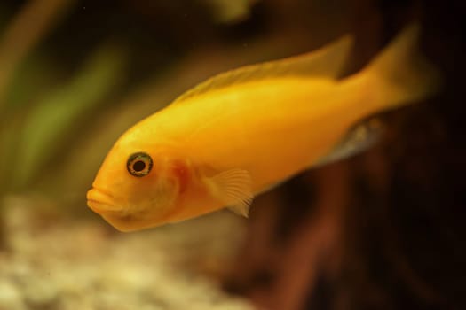 Poprtrait of yellow freshwater fish in aquarium.