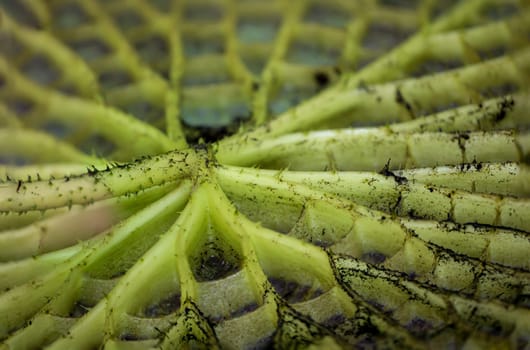 The leaves of the giant water lily (Victoria cruziana) in a pool that has just been drained.