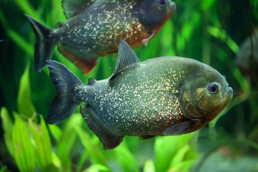 Portrait of a Piraya (Pygocentrus piraya) in an aquarium.
