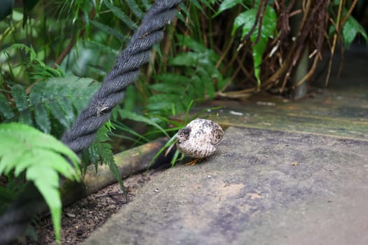 Close-up, portrait of a dwarf quail, a species of pheasant-like (Phasianidae).