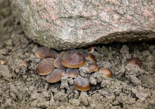A group of mushrooms with brown hats under a stone.