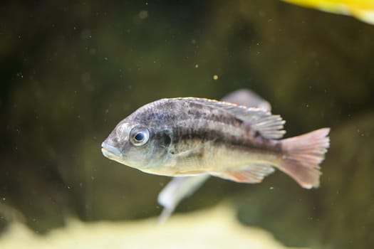Portrait of a colorful Malawi cichlid in the aquarium.