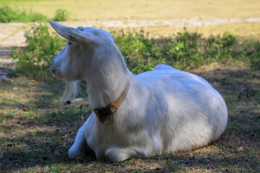 A goat with a collar has made itself comfortable in the shade.
